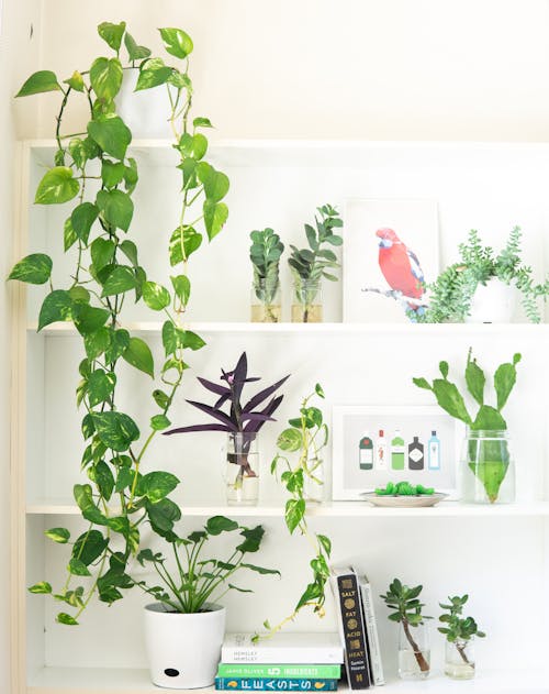 Free Plants in Vases Stock Photo