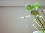 特写镜头中，室内植物郁郁葱葱的绿叶在温和阳光下，映衬着中性墙壁