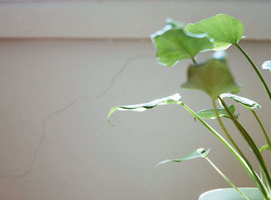 assistant living near me - Close-up of lush green leaves of an indoor plant in gentle sunlight, against a neutral wall.