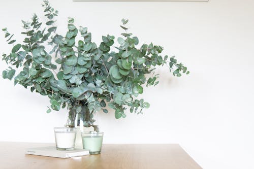 Green-leafed Indoor Plant
