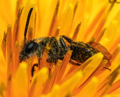 Foto profissional grátis de abelha, amarelo, antena