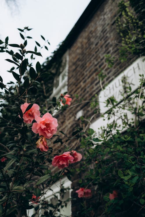 A house with pink flowers in front of it