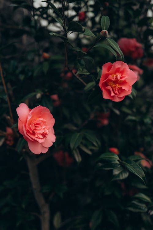 Two pink flowers on a bush in the dark