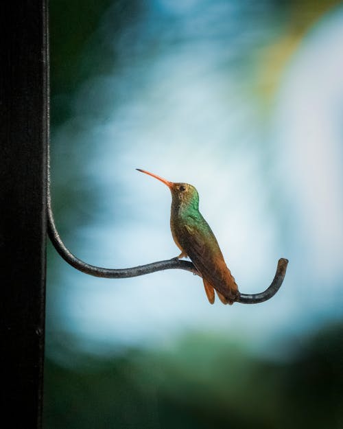 Fotobanka s bezplatnými fotkami na tému fotografie zvierat žijúcich vo voľnej prírode, hřadování, kolibrík