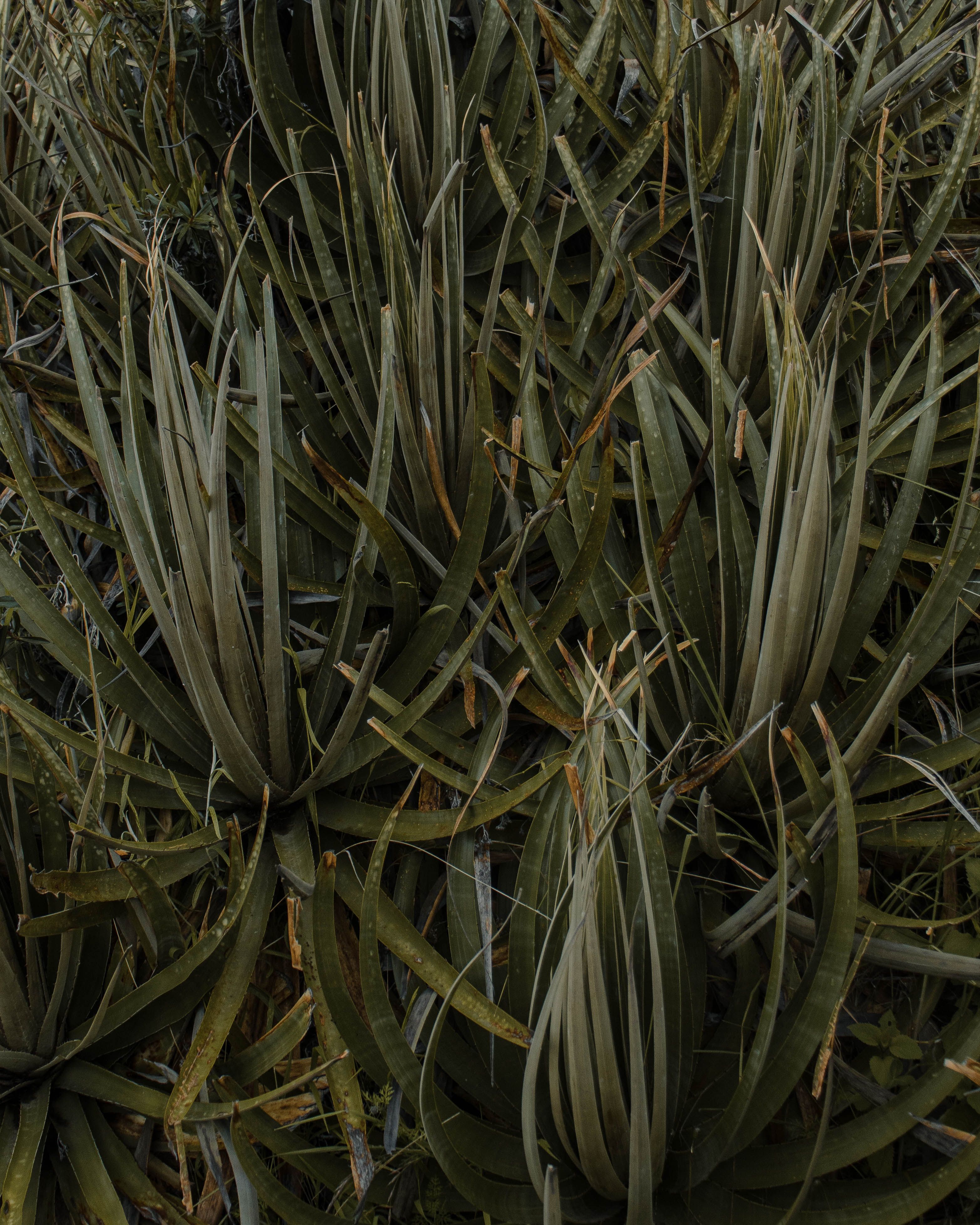 Underperforming perennial next to vigorous plant