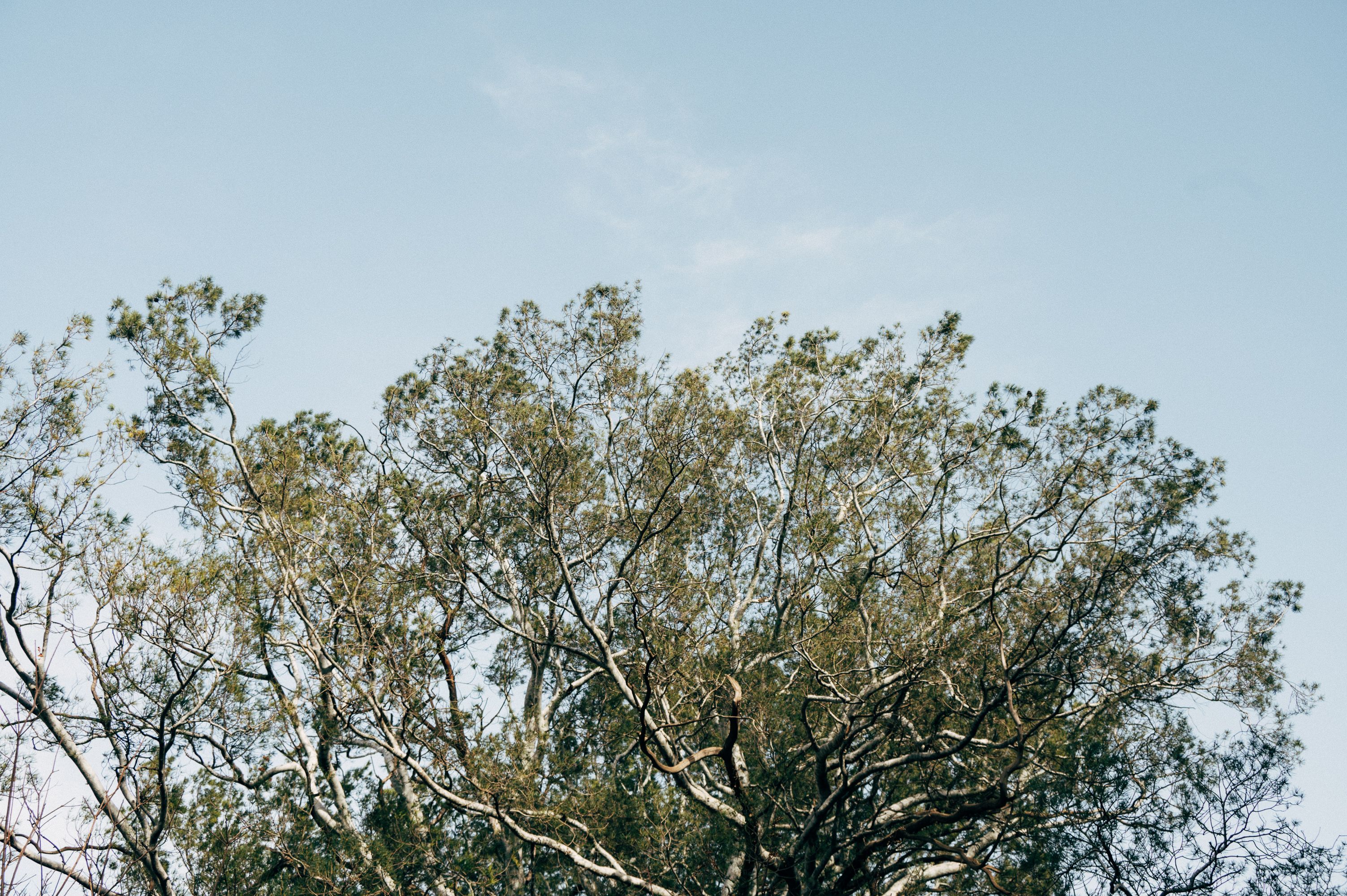 Photo of a Tree under Blue Sky · Free Stock Photo