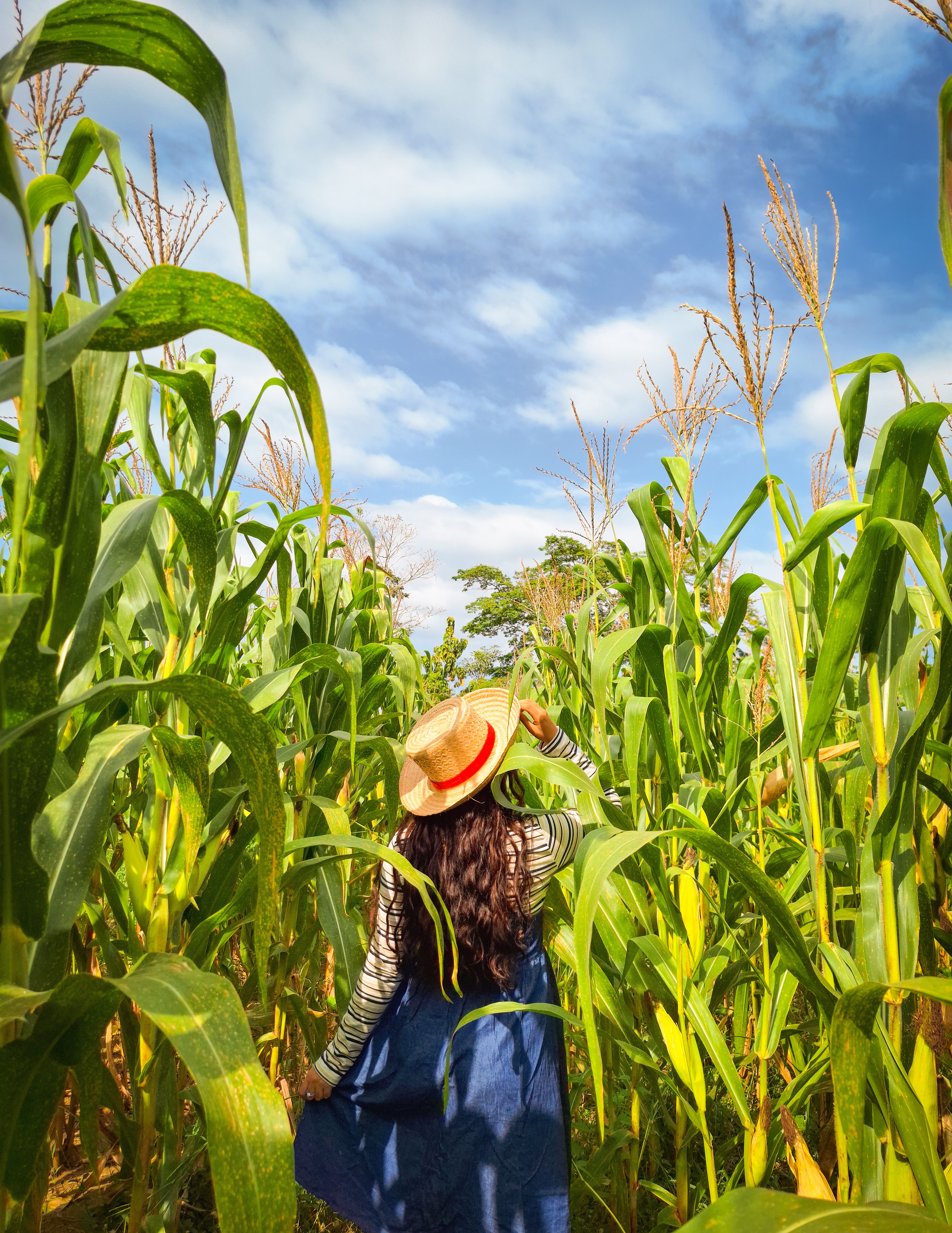 Free A woman in a straw hat exploring a cornfield on a sunny summer day. Stock Photo