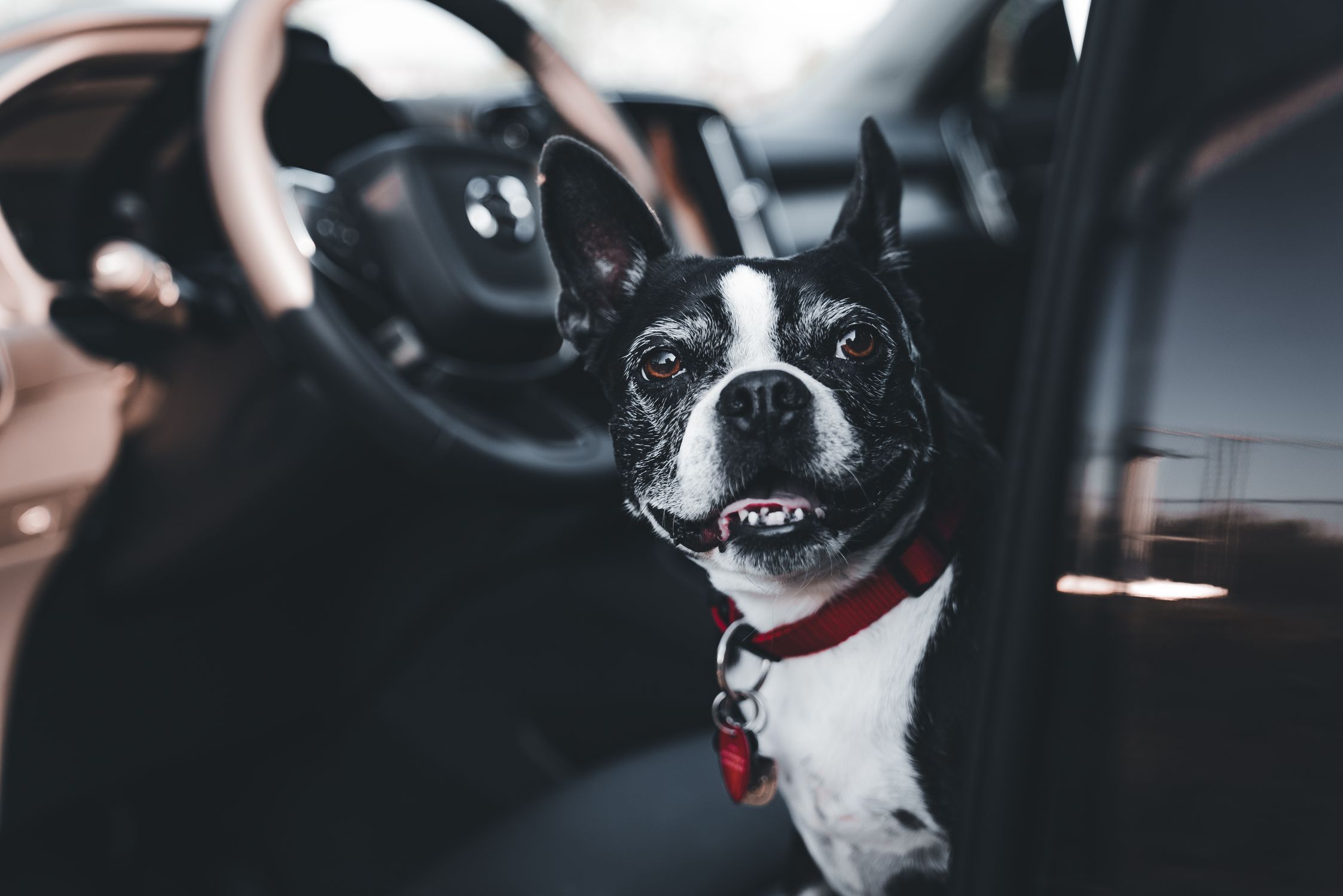 A Boston Terrier looks curiously from inside a car, ready for a drive.