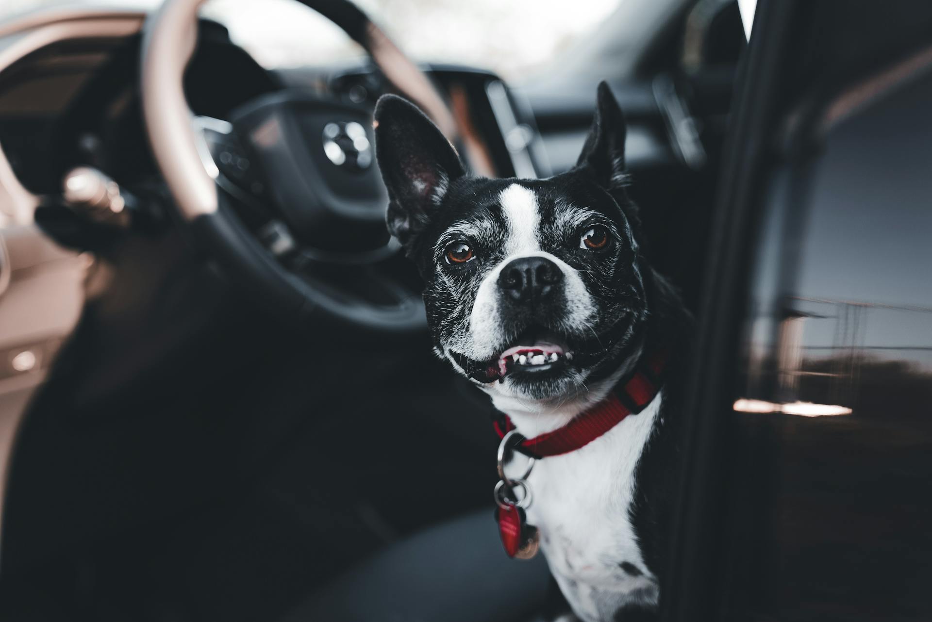 Boston Terrier in Car