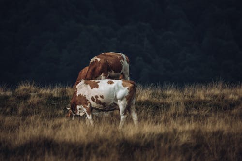 Ilmainen kuvapankkikuva tunnisteilla eläinkuvaus, kenttä, lehmät