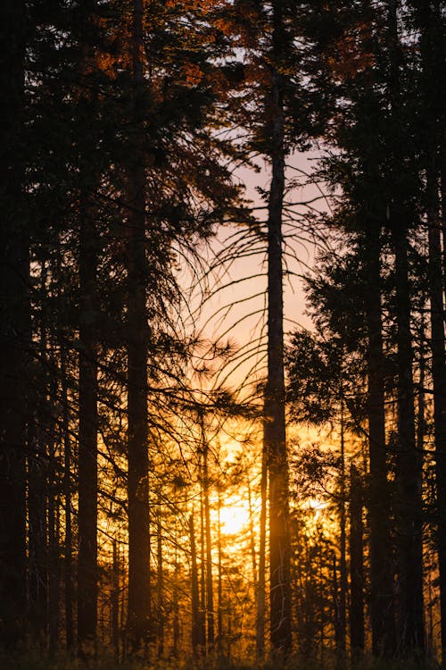 Fotos de stock gratuitas de alto, arboles, bosque