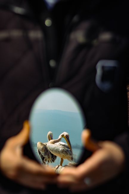A unique reflection of pelicans captured in a mirror held by blurry hands.