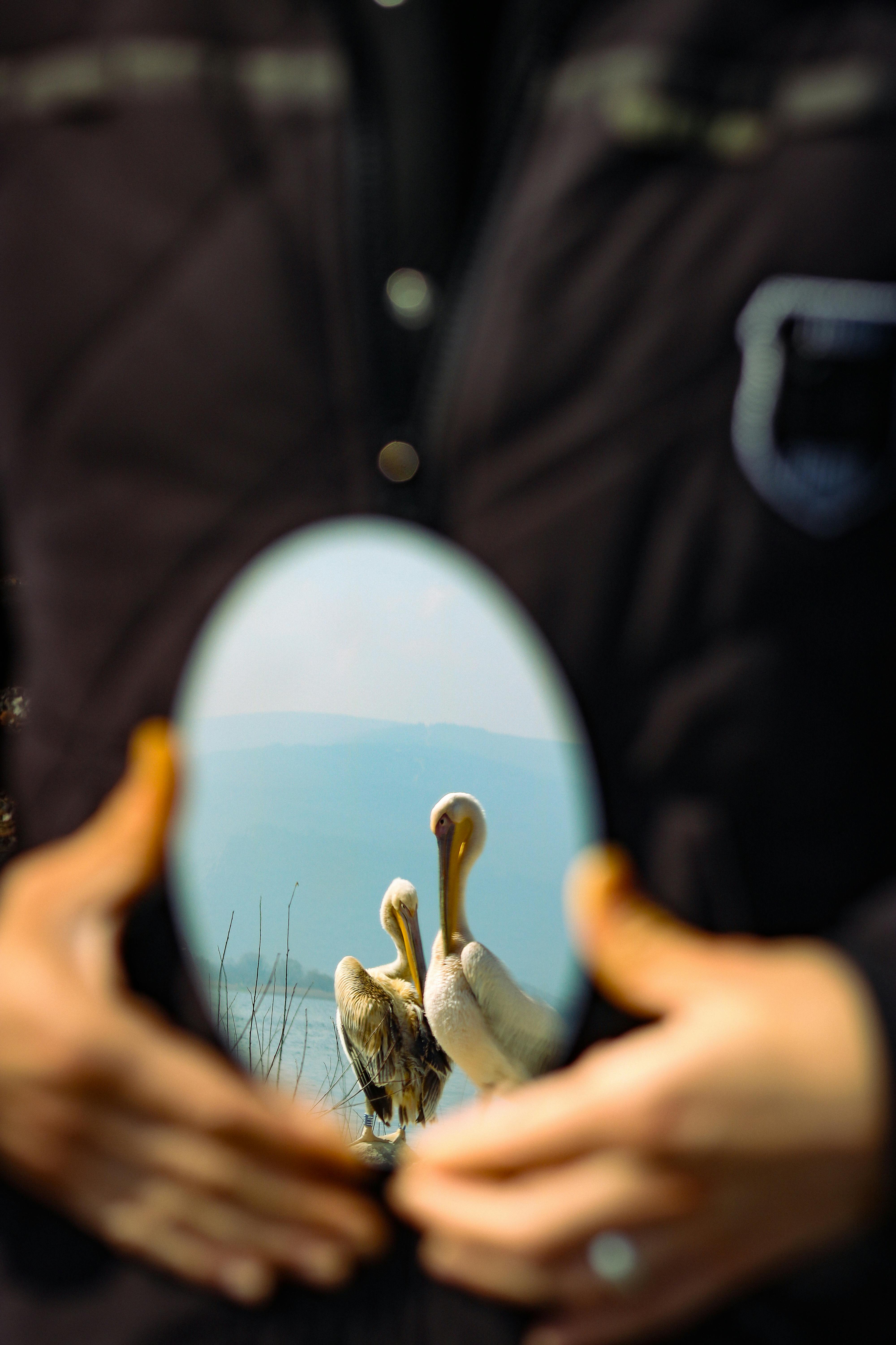Creative reflection of pelicans captured in a handheld mirror, blending wildlife and human elements.