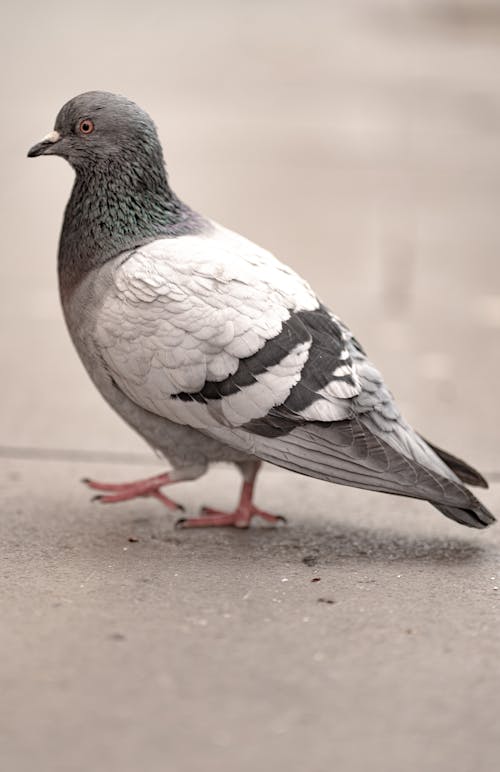 A pigeon is standing on the sidewalk