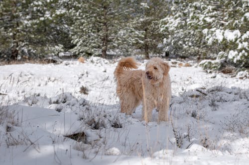 Perro en la nieve