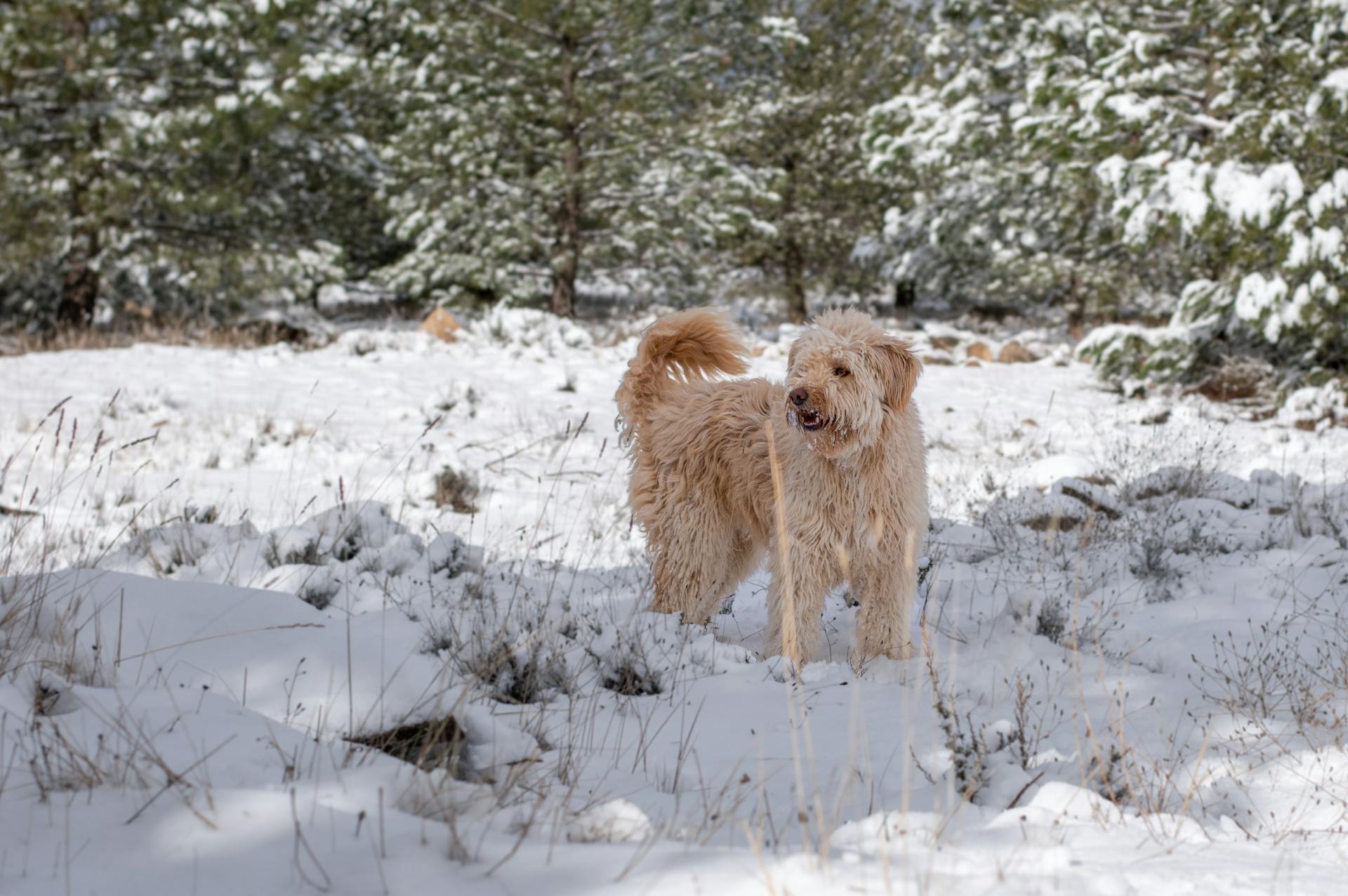 Un labradoodle dans une forêt enneigée