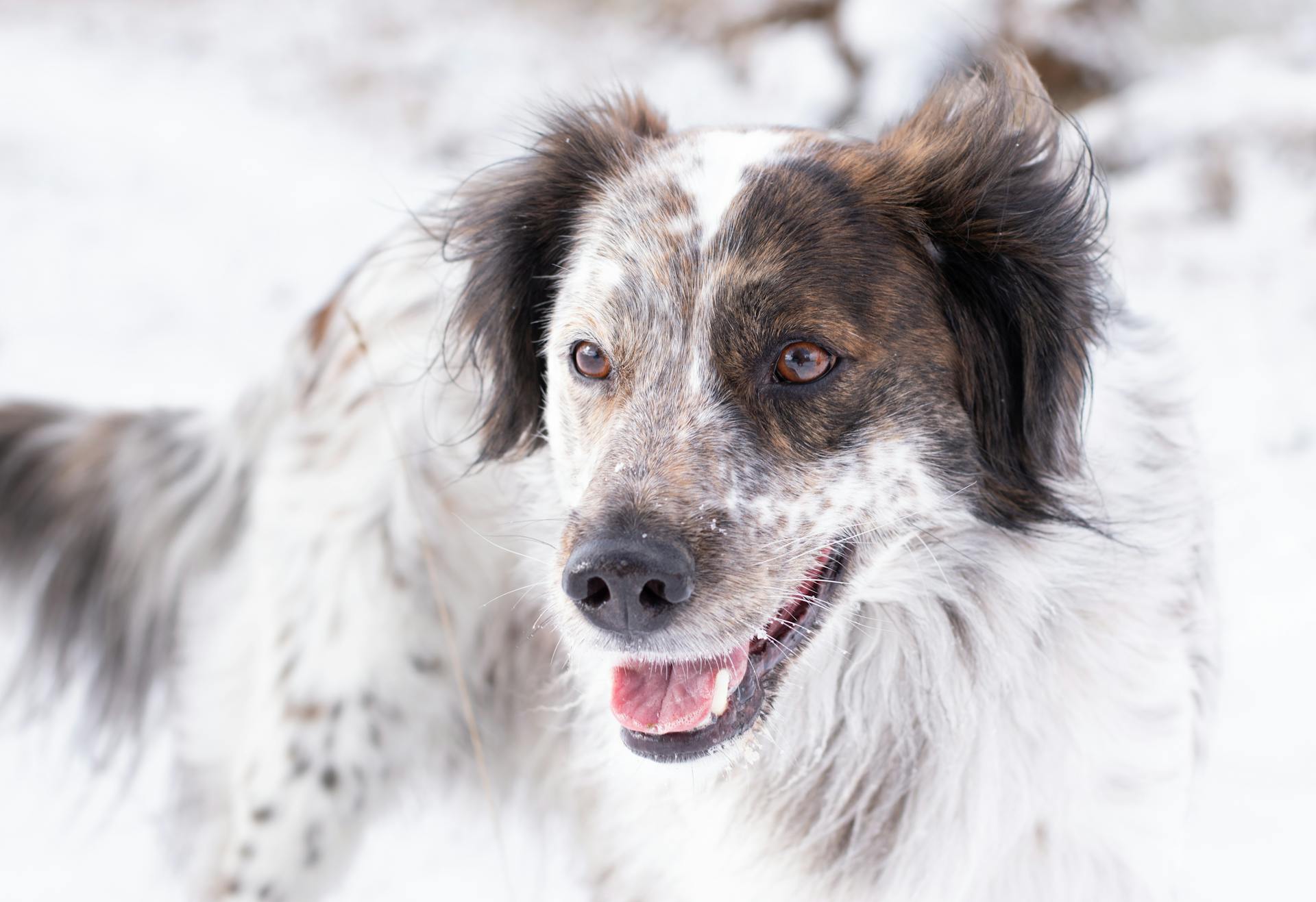 Close-up of a Dogs Head