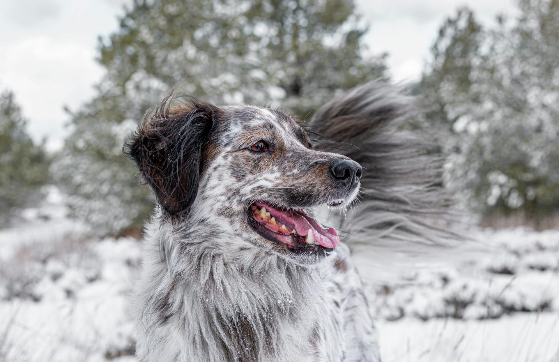 Australian Shepherd in a Snowy Clearing