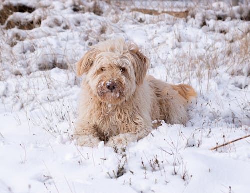 Kostnadsfri bild av djurfotografi, frost, hund