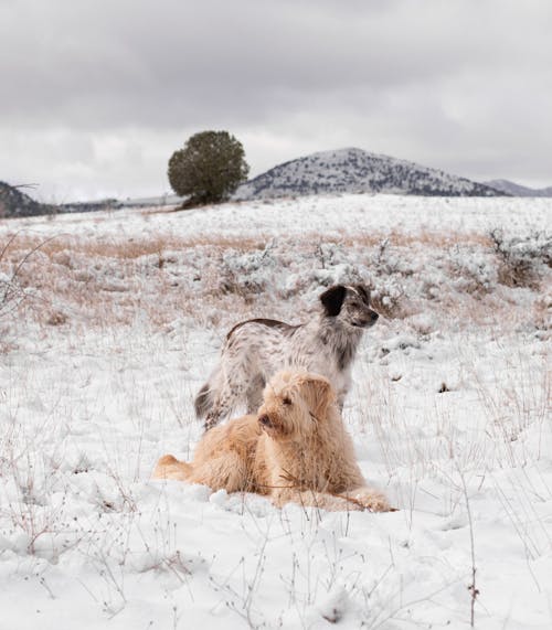 Two Dogs on a Snowy Field