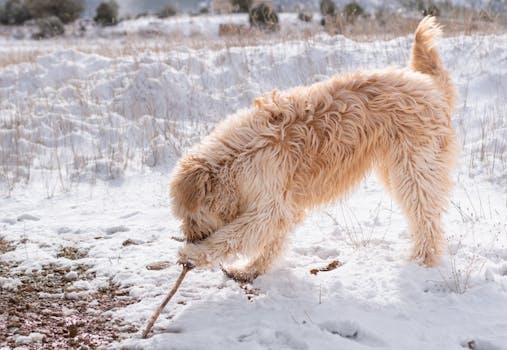 A playful Irish Terrier with fur exploring snowy landscape in Sierra Nevada.
