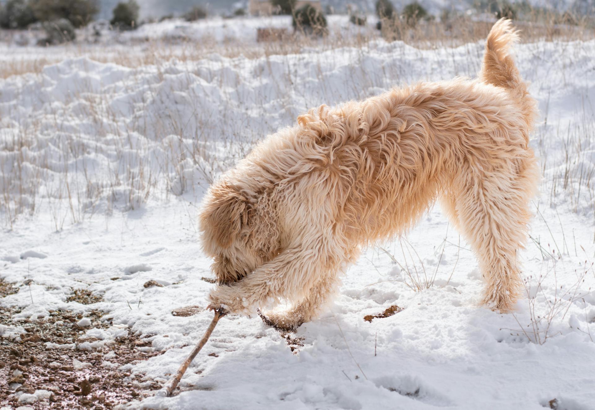 Irländsk terrier tuggar på en gren