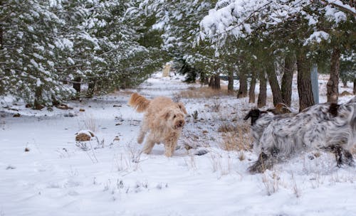 Perro En La Nieve