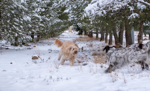 Perro en la nieve