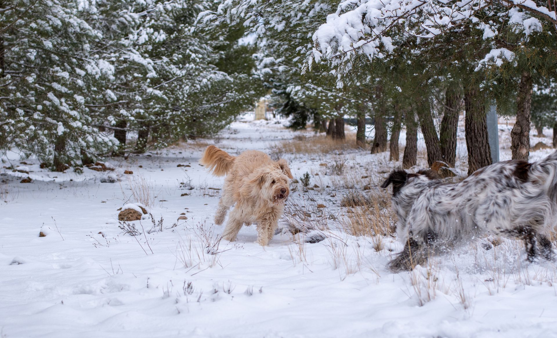 Dogs Running in Orchard in Winter