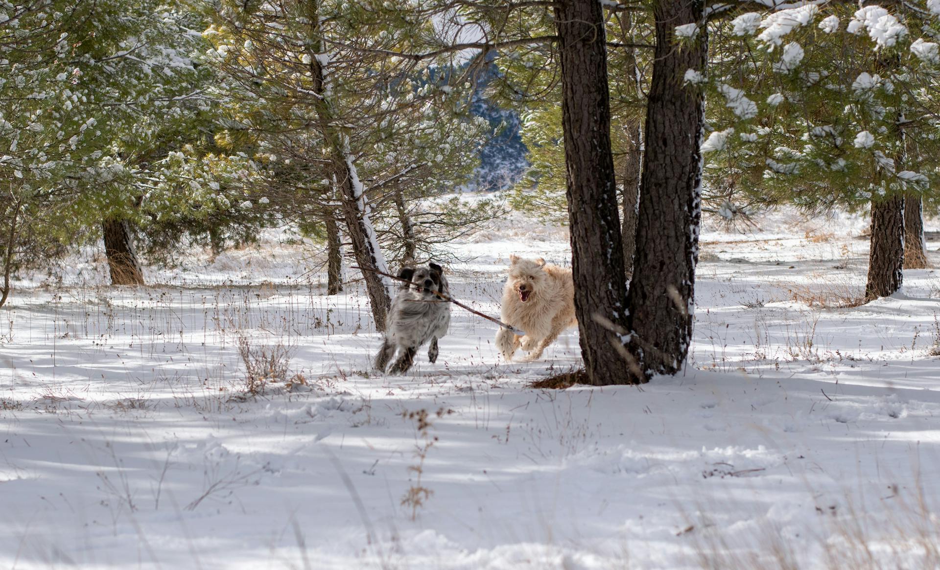 Dogs Playing in the Winter Forest