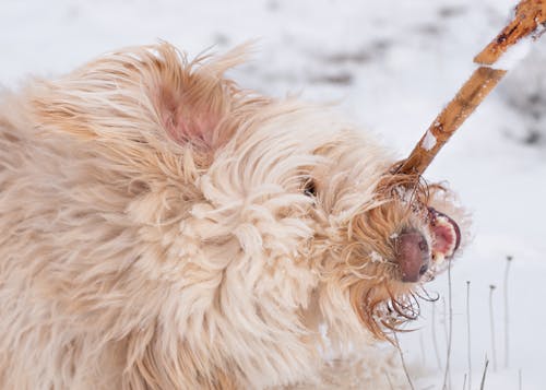 Perro en la nieve