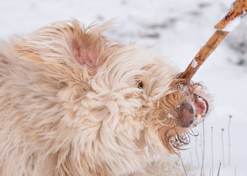 A playful dog with shaggy fur bites a stick in the snowy landscape of Sierra Nevada, Spain.