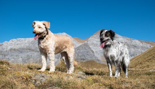 Perros en la Montaña