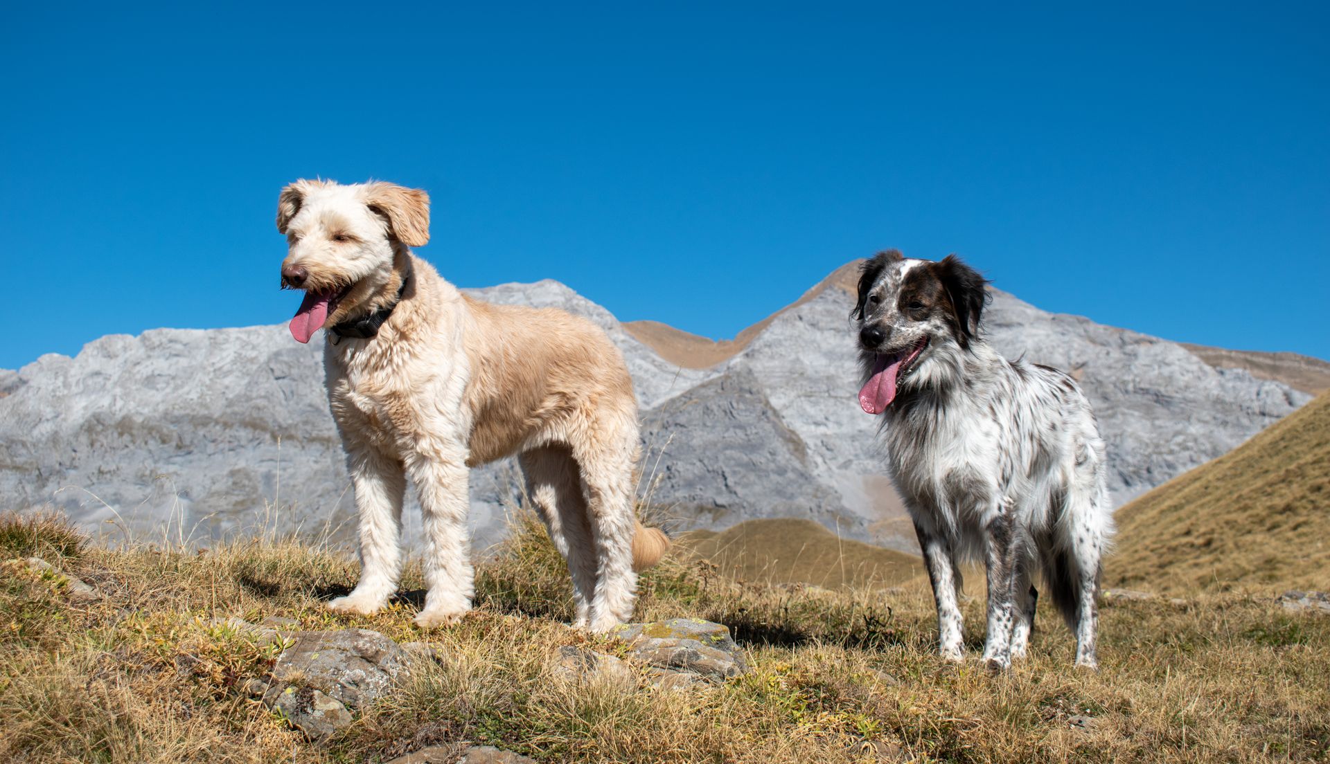 Panting Shaggy Dogs in the Mountains