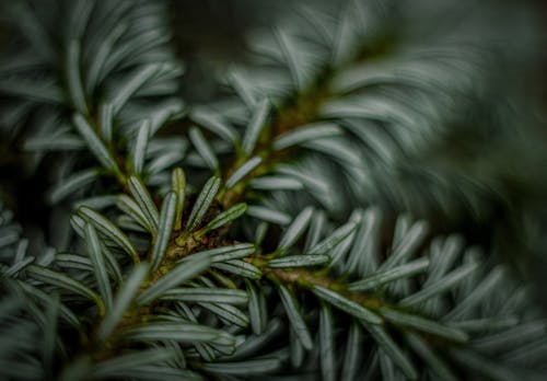 Ücretsiz Yaprakların Yakın çekim Fotoğrafçılığı Stok Fotoğraflar