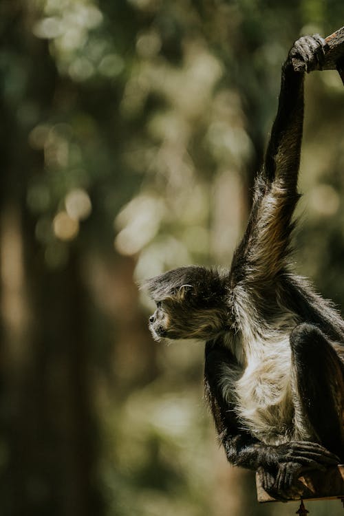 A monkey hanging from a tree branch