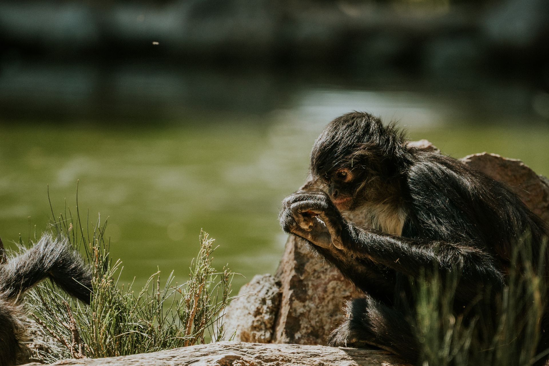 Spider monkey sitting on rocks near water, surrounded by green foliage on a sunny day.