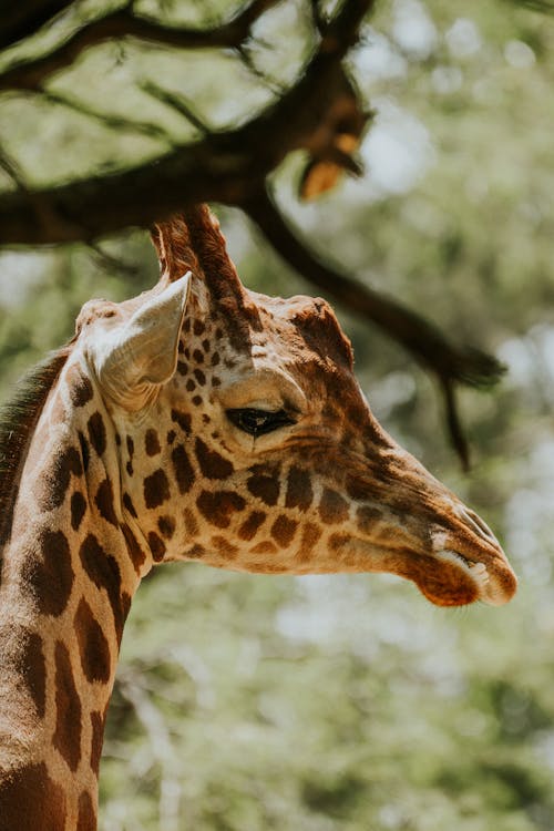 A giraffe is standing in the woods with a tree in the background