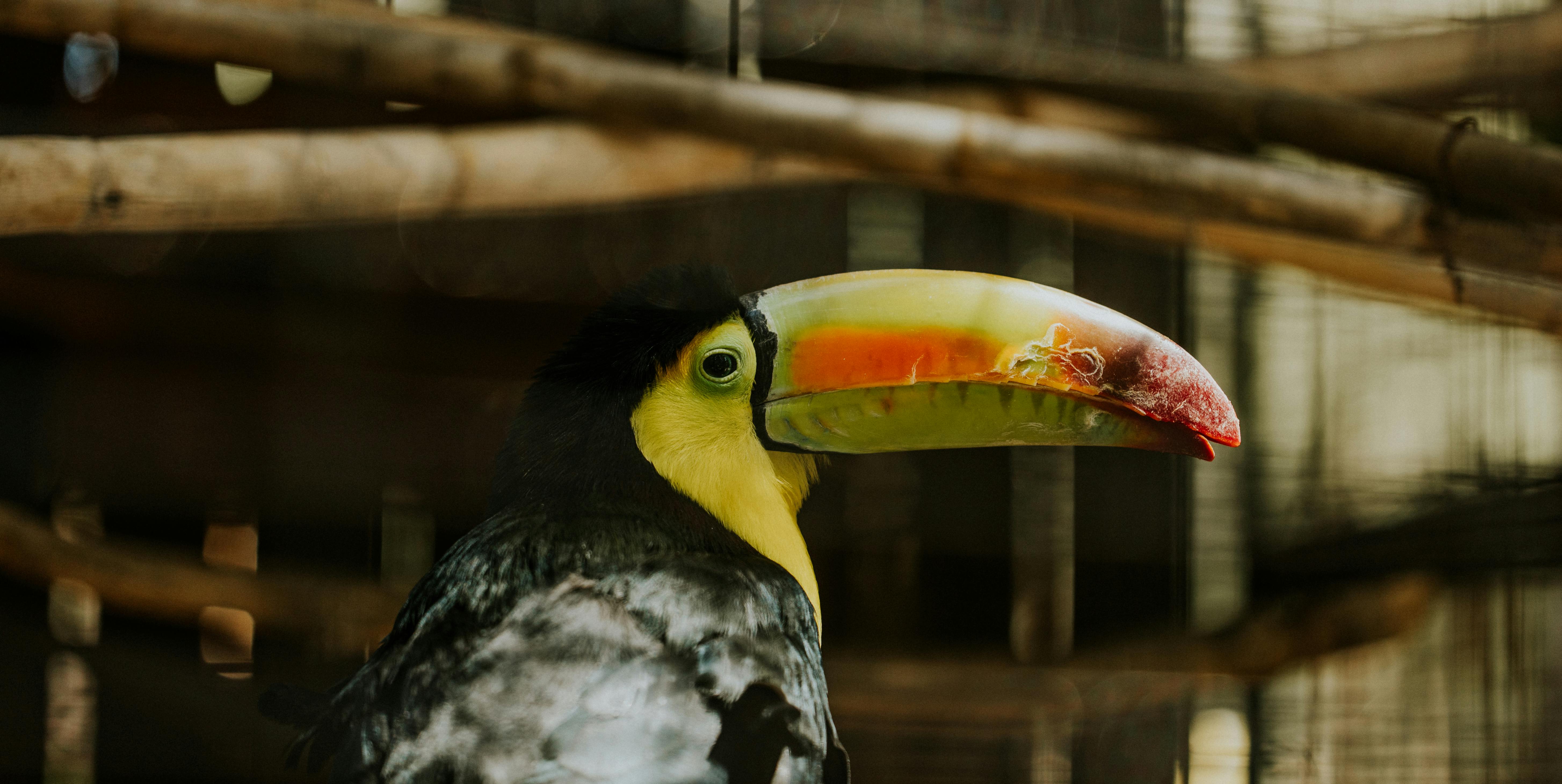 A vibrant keel-billed toucan with a striking colorful beak in an aviary setting.