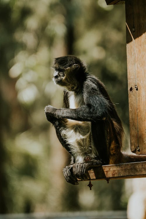 Sitting Mexican Spider Monkey