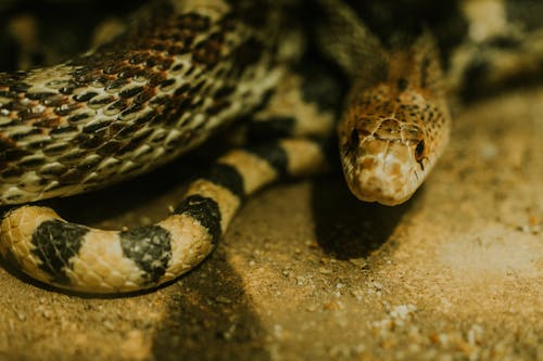 A close up of a snake with its head down