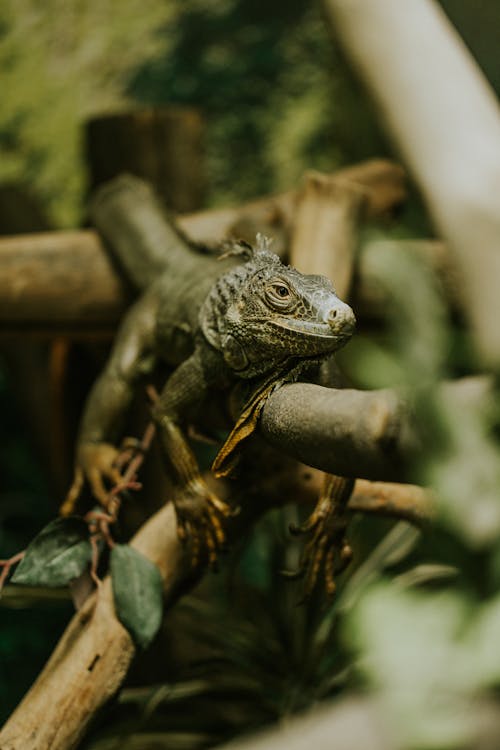 A lizard is sitting on a branch in a zoo