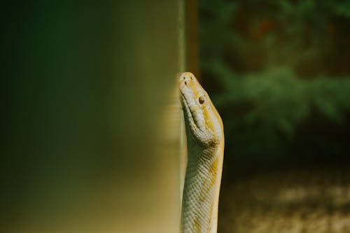 Kostenloses Stock Foto zu albino, gelbe schlange, kopf