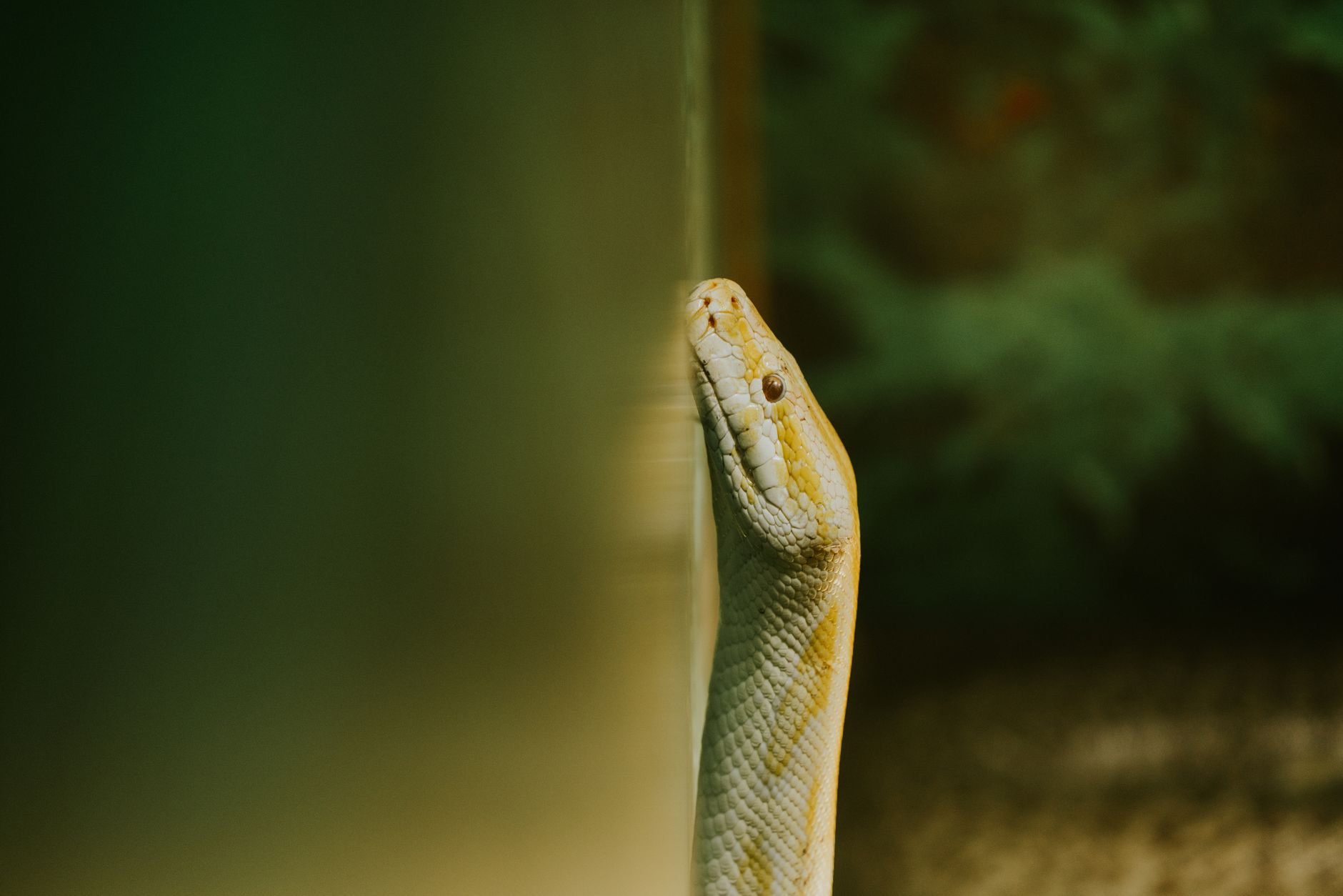 Detailed close-up image of a yellow Burmese python's head, highlighting its scales and features.