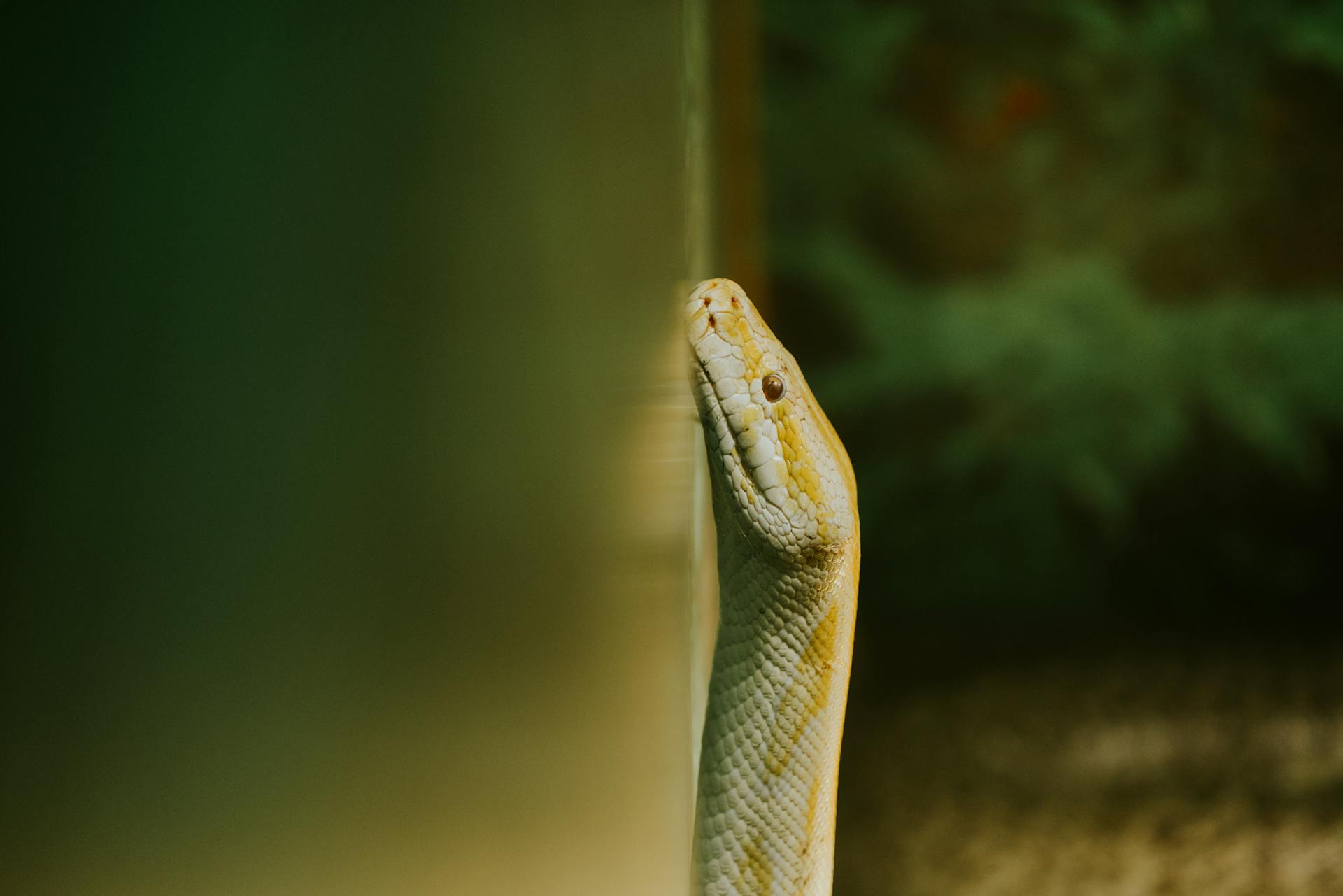 Close-up of a Yellow Pythons Head