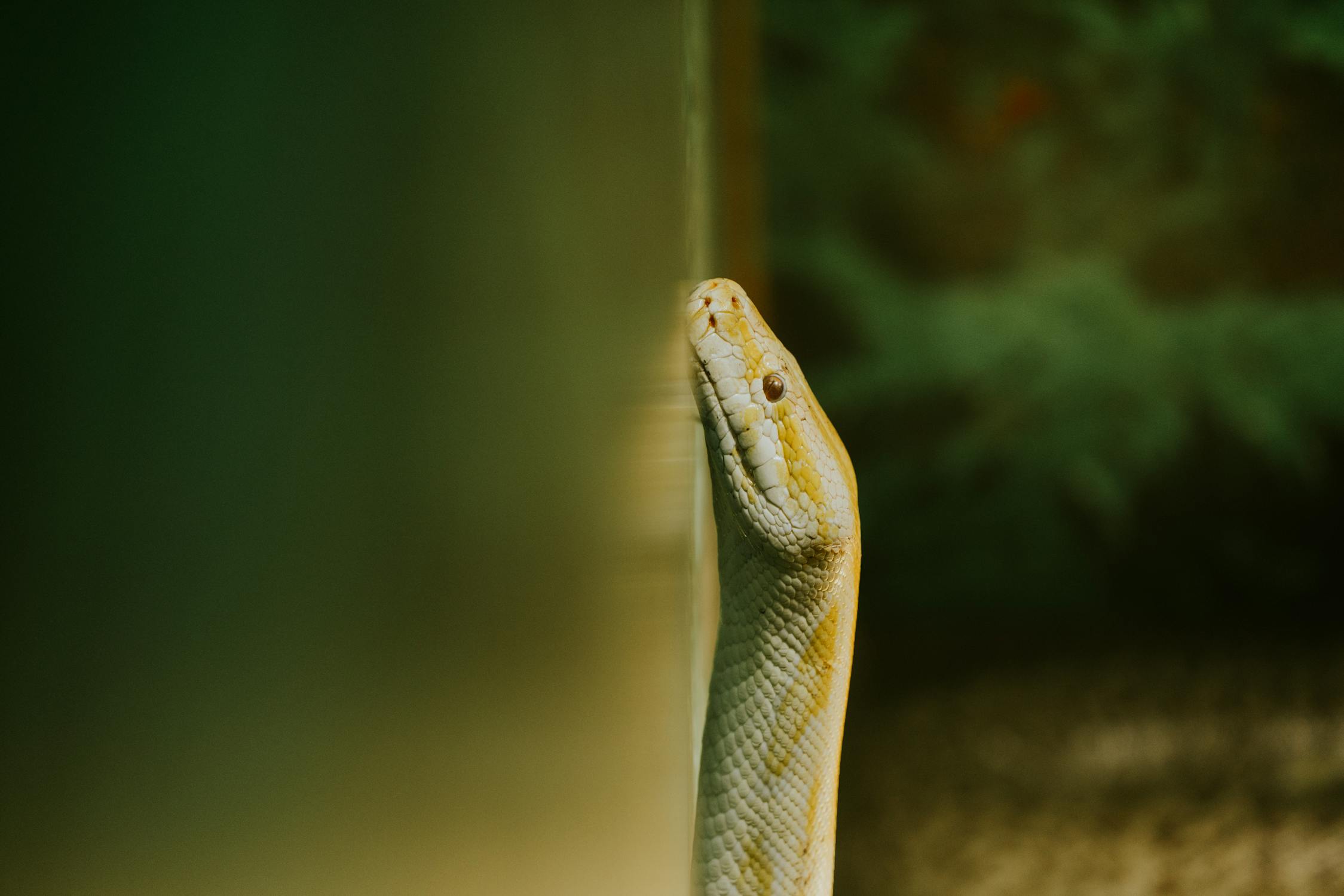 Close-up of a Yellow Pythons Head · Free Stock Photo