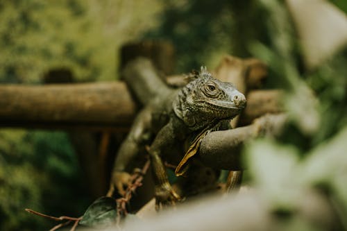 A green iguana is sitting on a branch