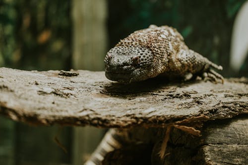 A lizard on a log in a zoo