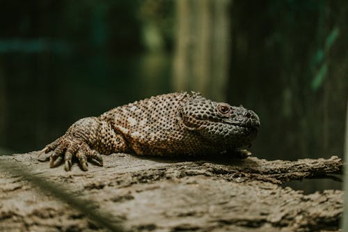 A large lizard sitting on top of a log