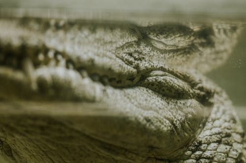 A close up of a crocodile's head and neck